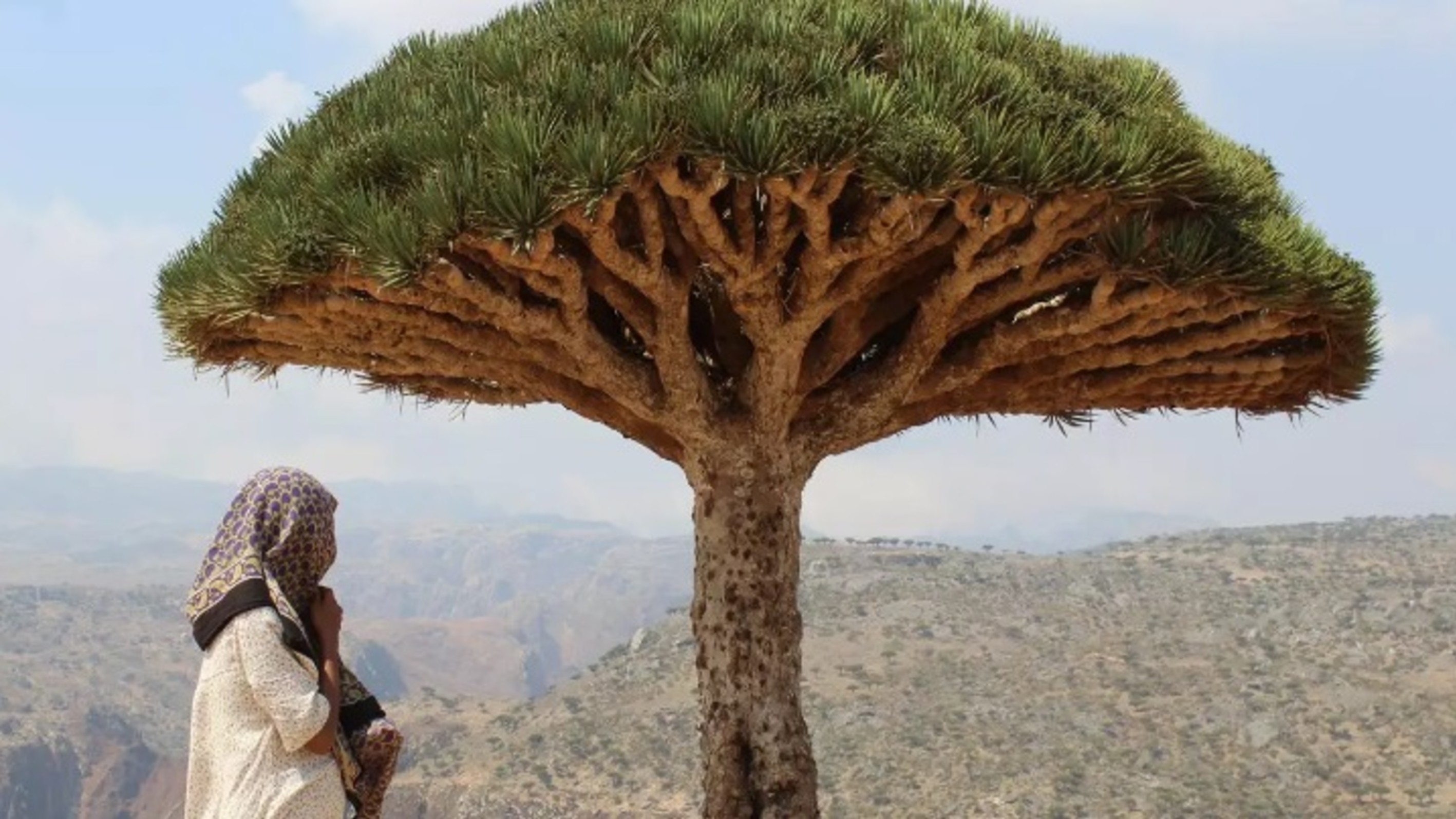 Tawakkol Karman launches scathing attack on UAE rulers because of Socotra 